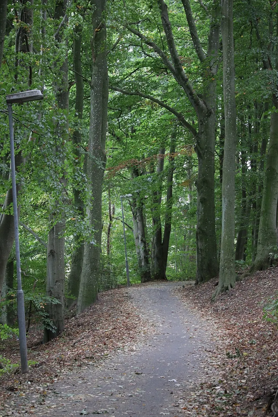 Skogsbacken med Väladalen