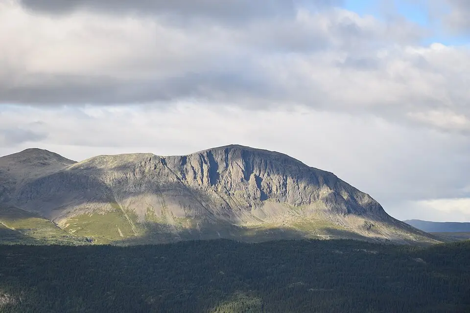 Skogshorn