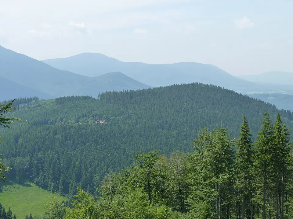 Smrčina