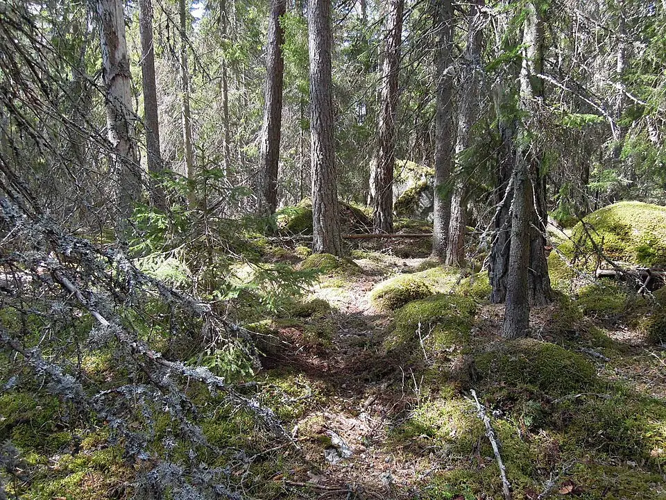 Solviksskogens naturreservat