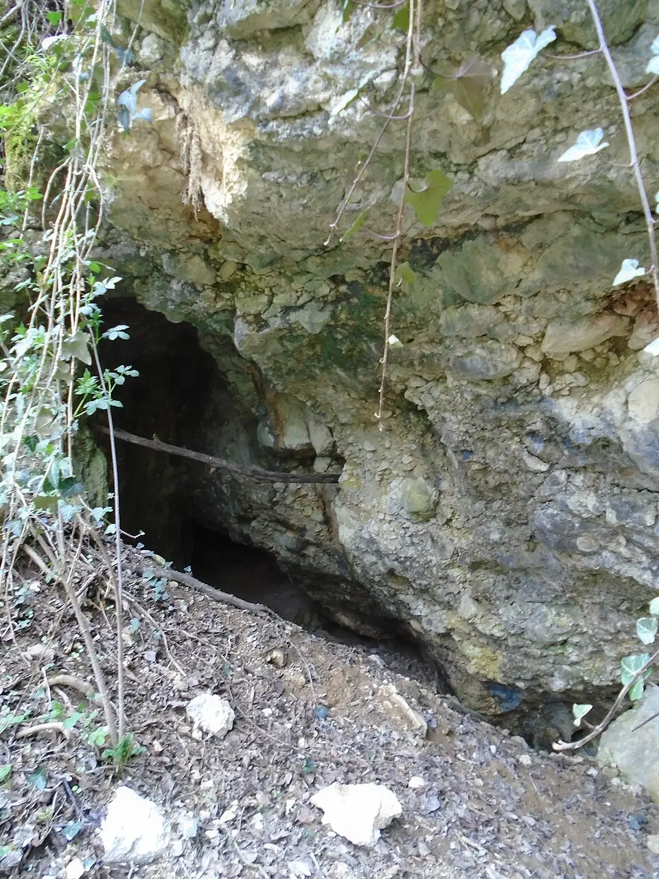 Solymári-kisfülke