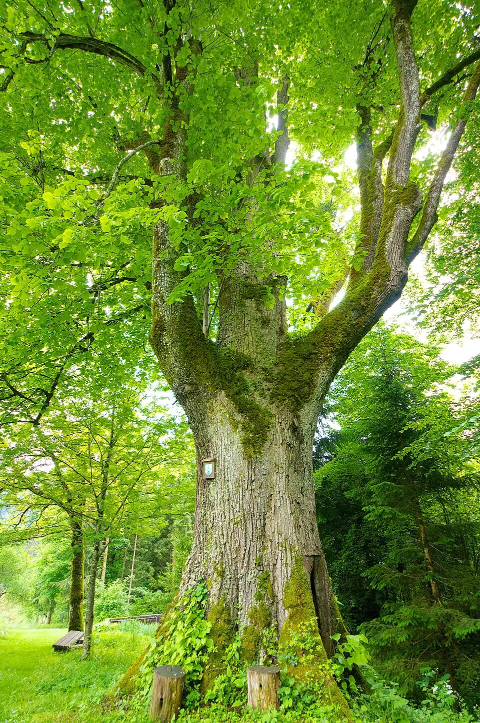 Sommerlinde am Bäckerberg