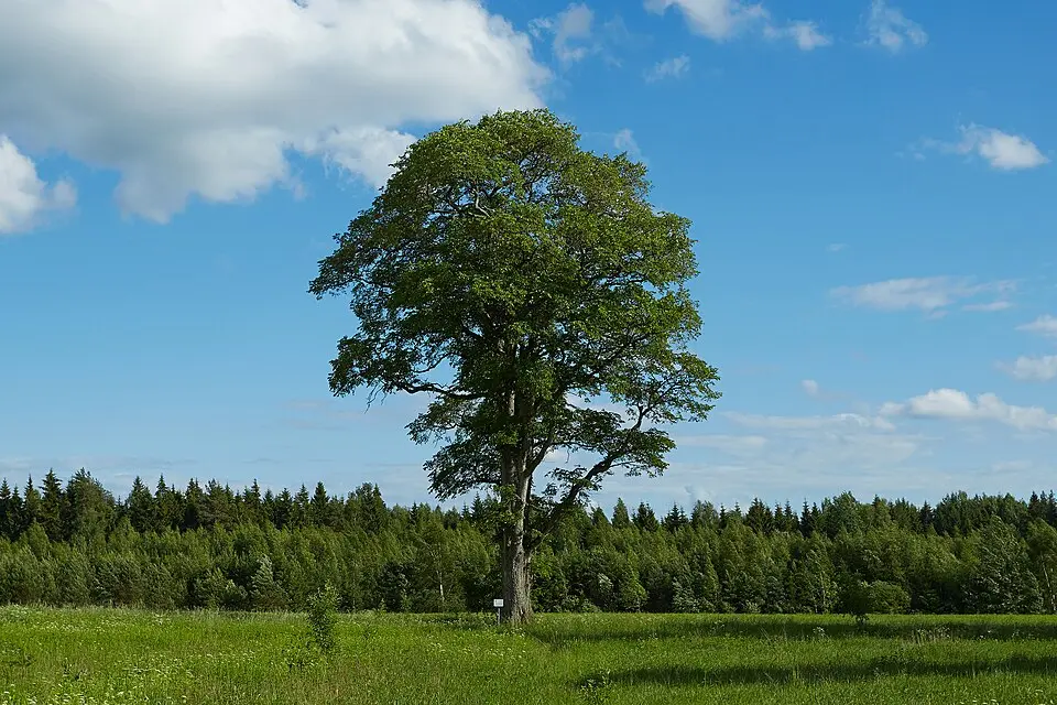 Varstu