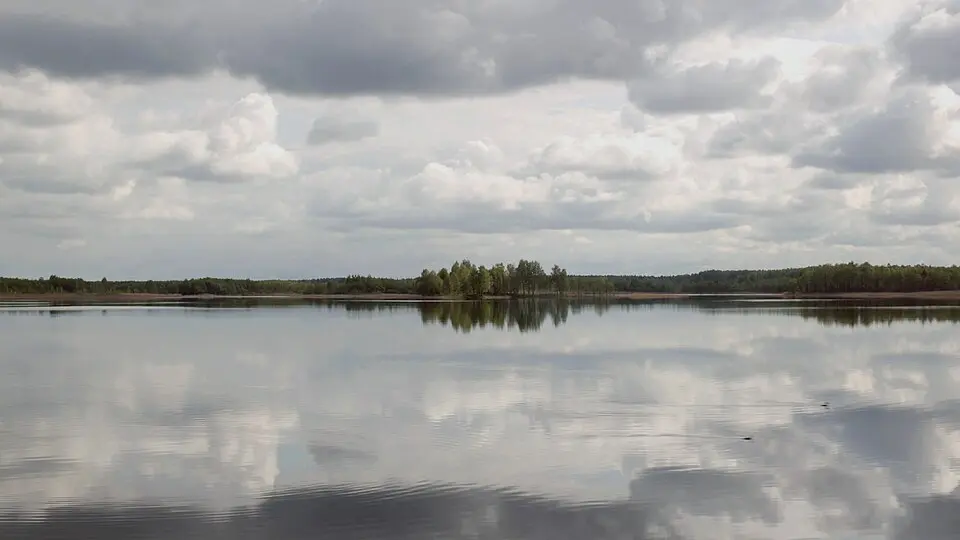 Сосна