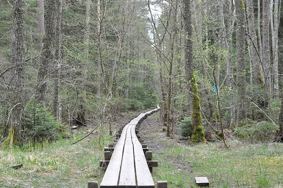 Vidingsjöskogen
