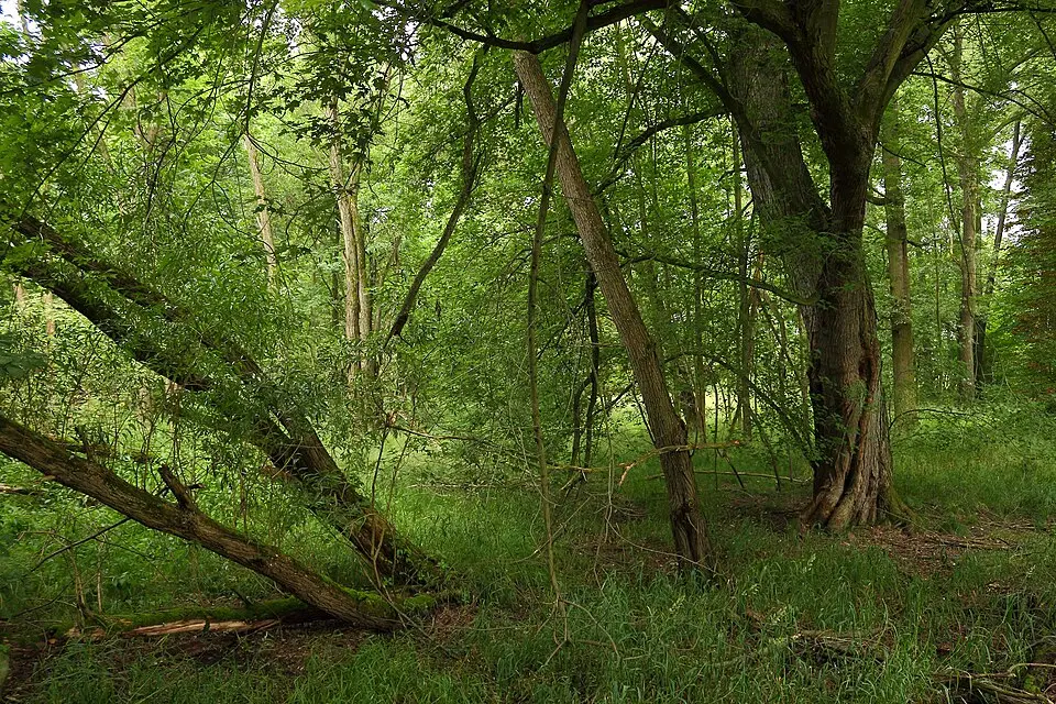 Horstnahe Storchenwiesen und Auwaldzellen im Nahbereich des Grenzflusses Lainsitz