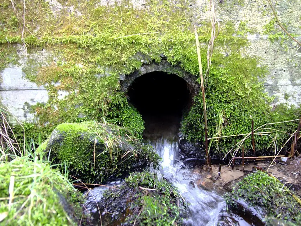 Kvärlöv