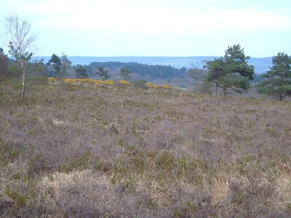 Aylesbeare Common RSPB reserve