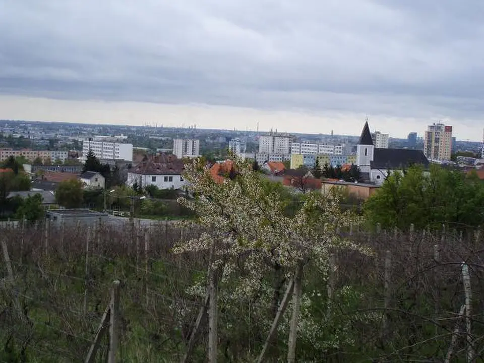 Rača