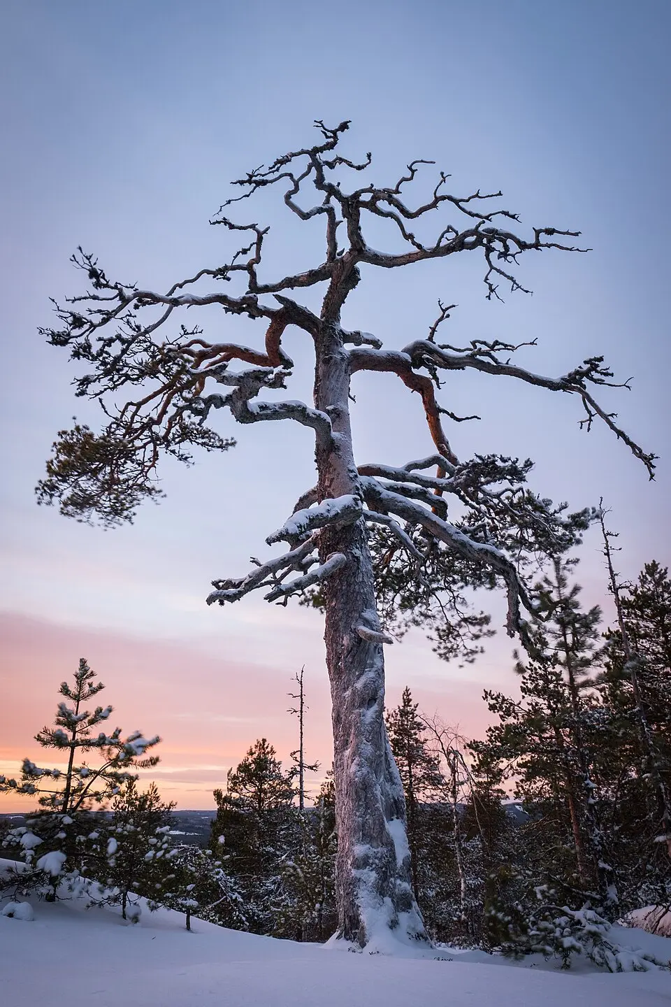 Starrberget