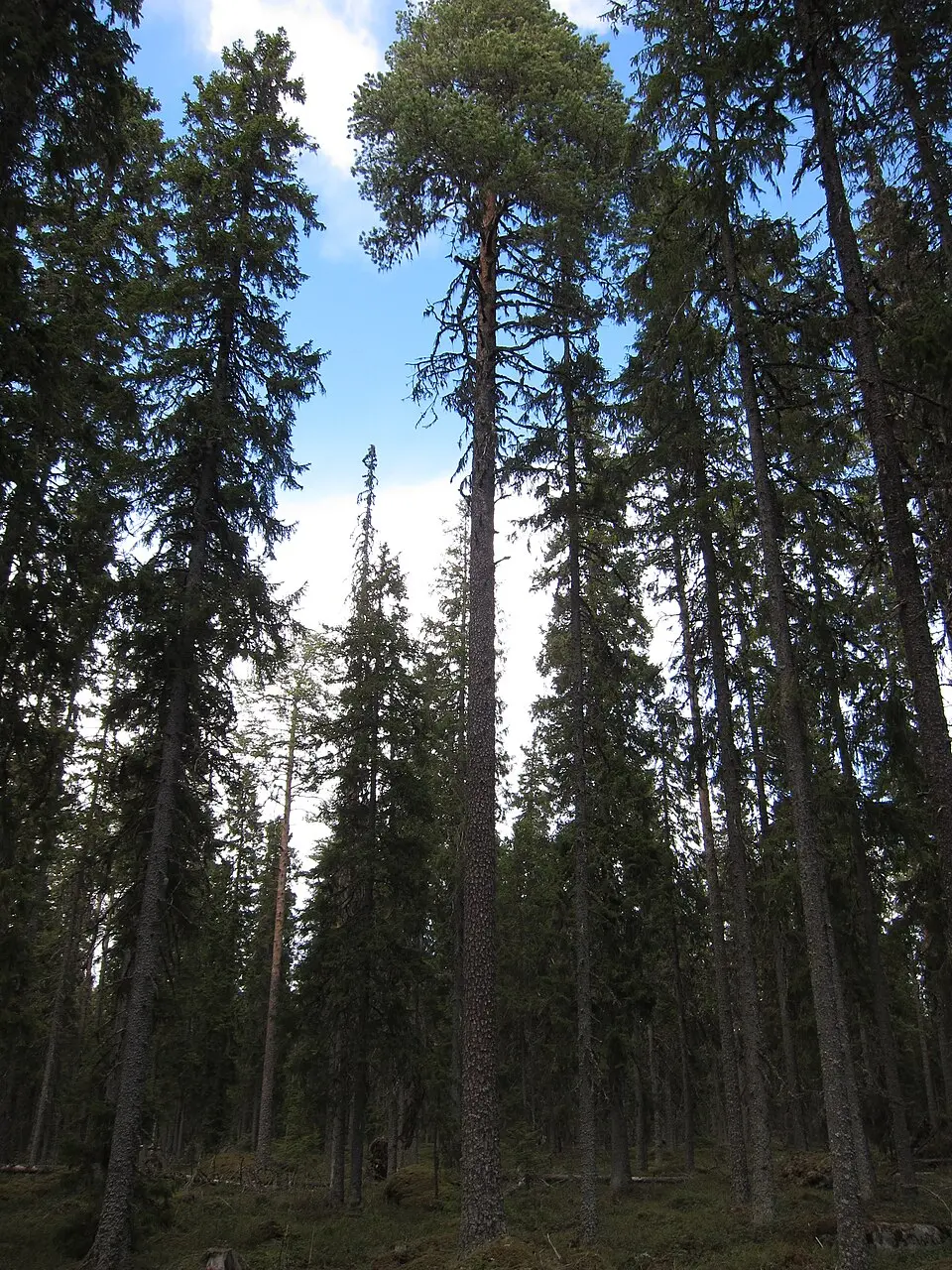 Stöningsberget