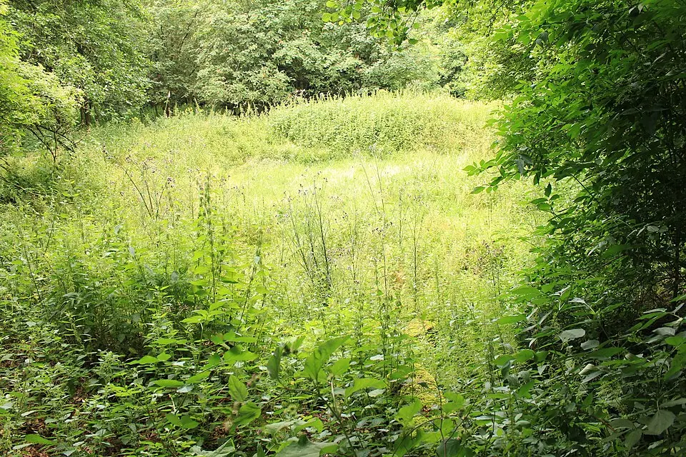 Steina (Schwalm)