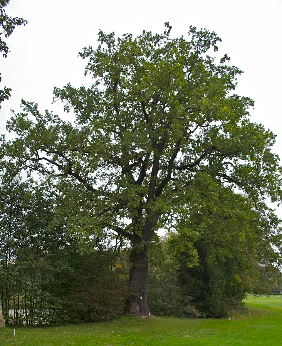 Eiche am Ortsweiher in Luftenberg