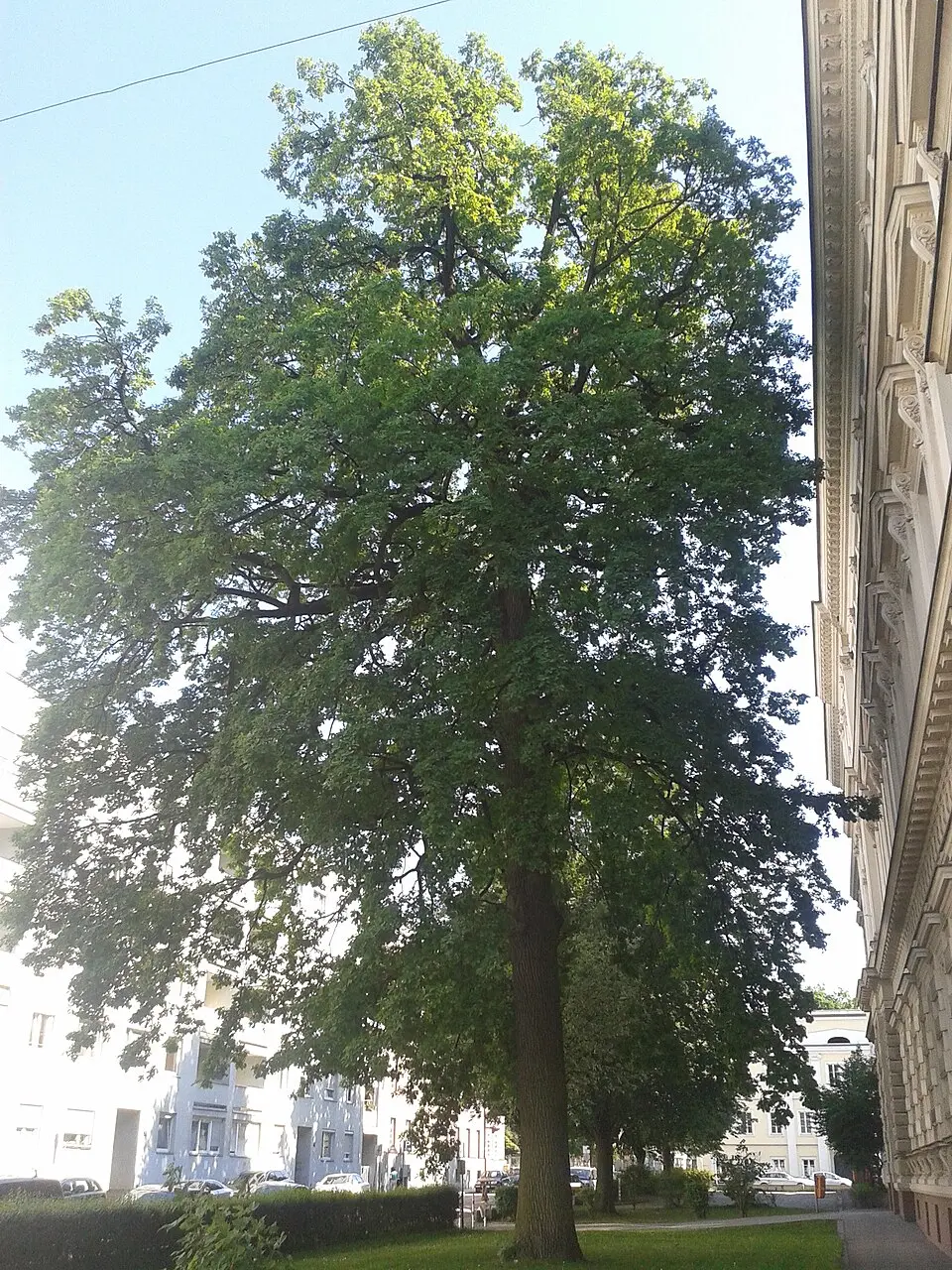 Eiche in Linz