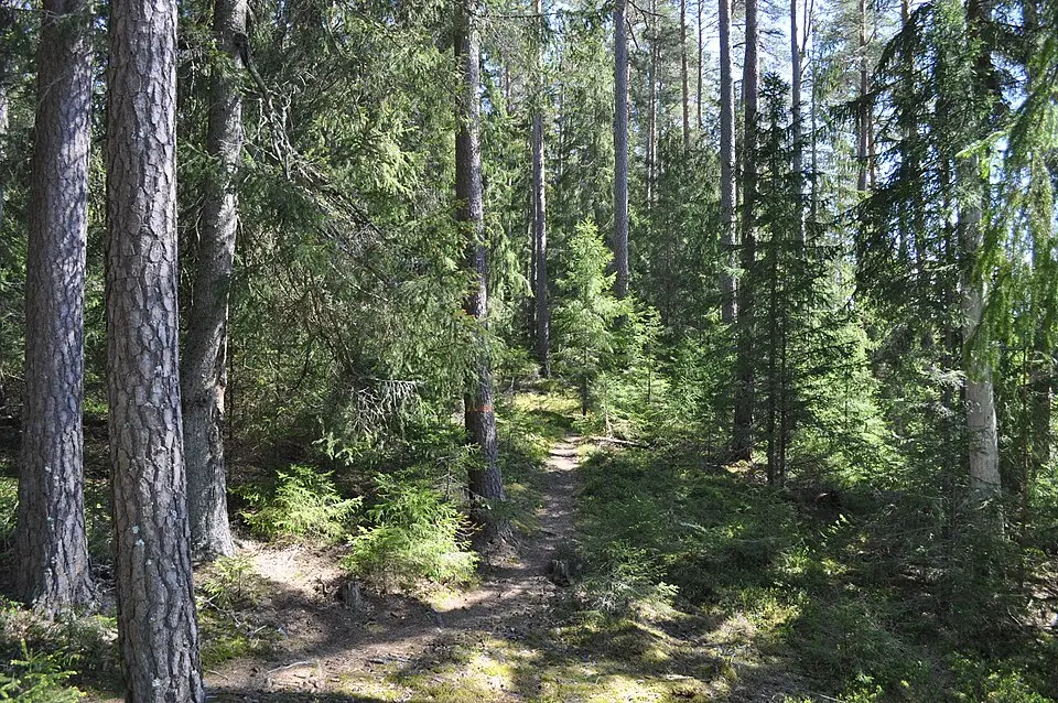 Fjellskäfte