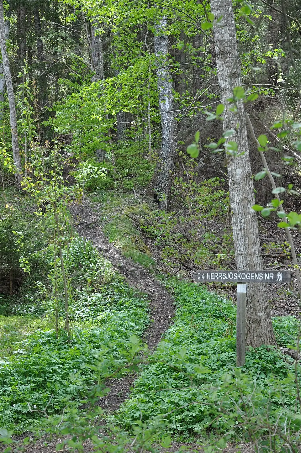 Herrsjöskogen