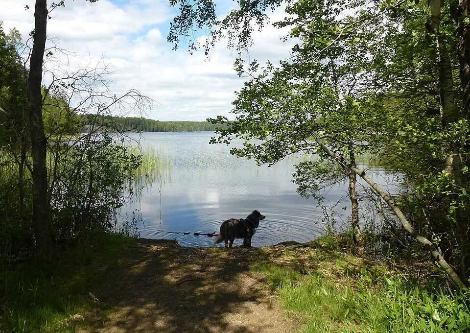 Stora skogssjön