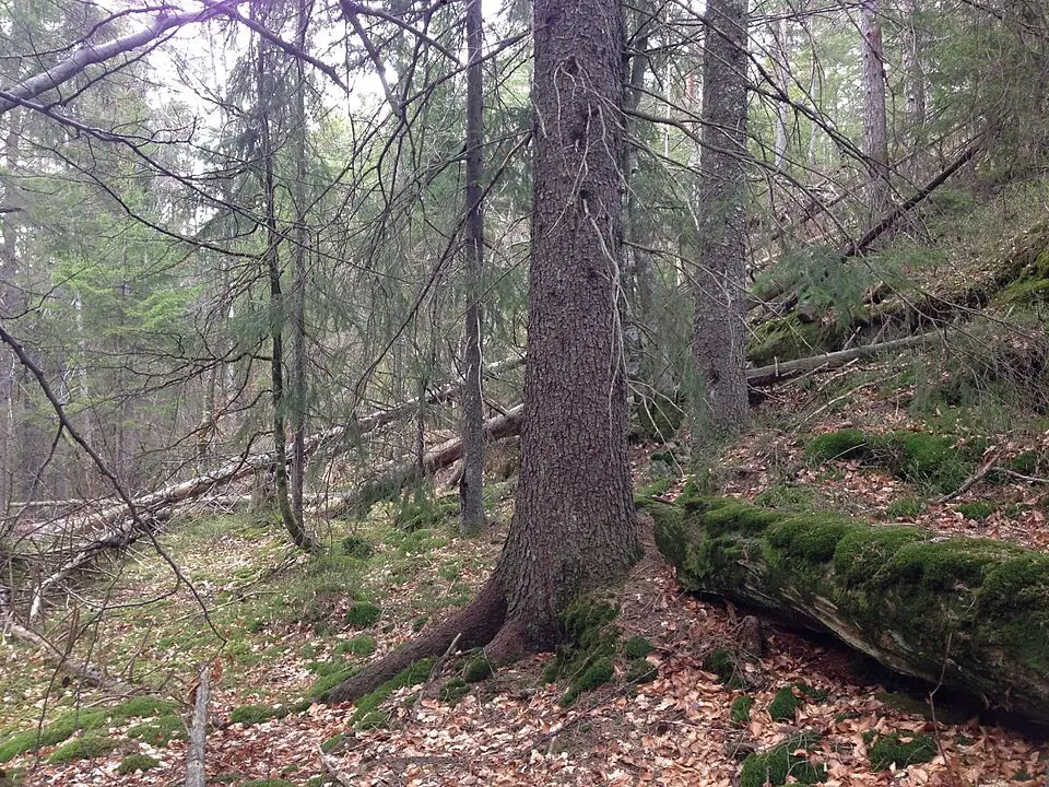 Storås og Spirås naturreservat