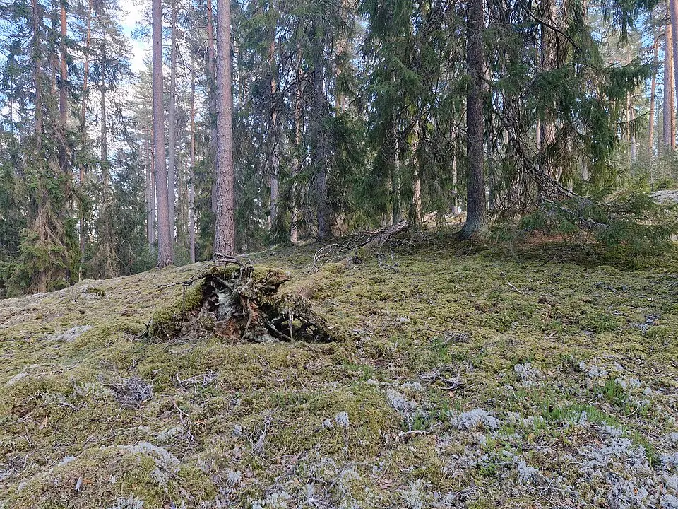 Storheden