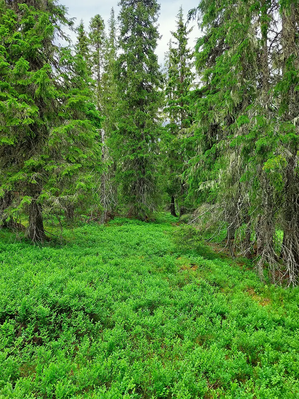 Strömfors