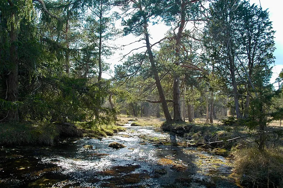 Vitärtskällan