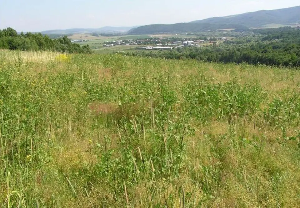 Szorocsány