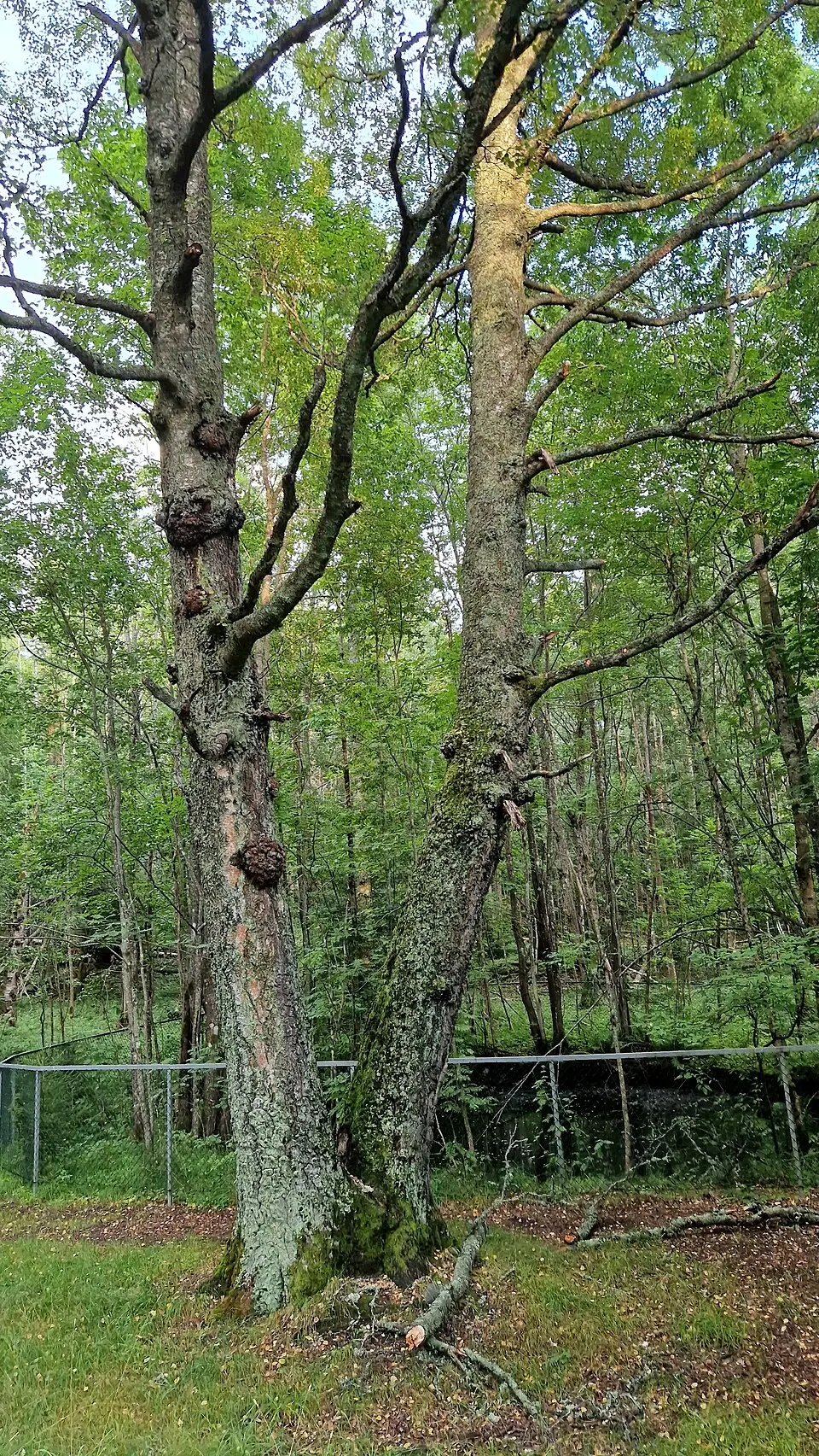 Stubberud skogpark naturreservat