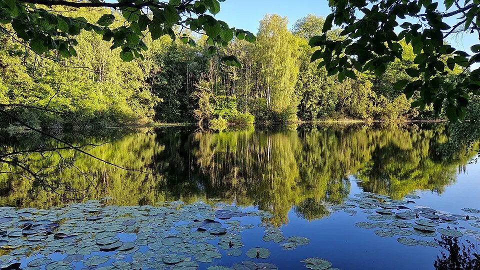 Bjerkås naturreservat