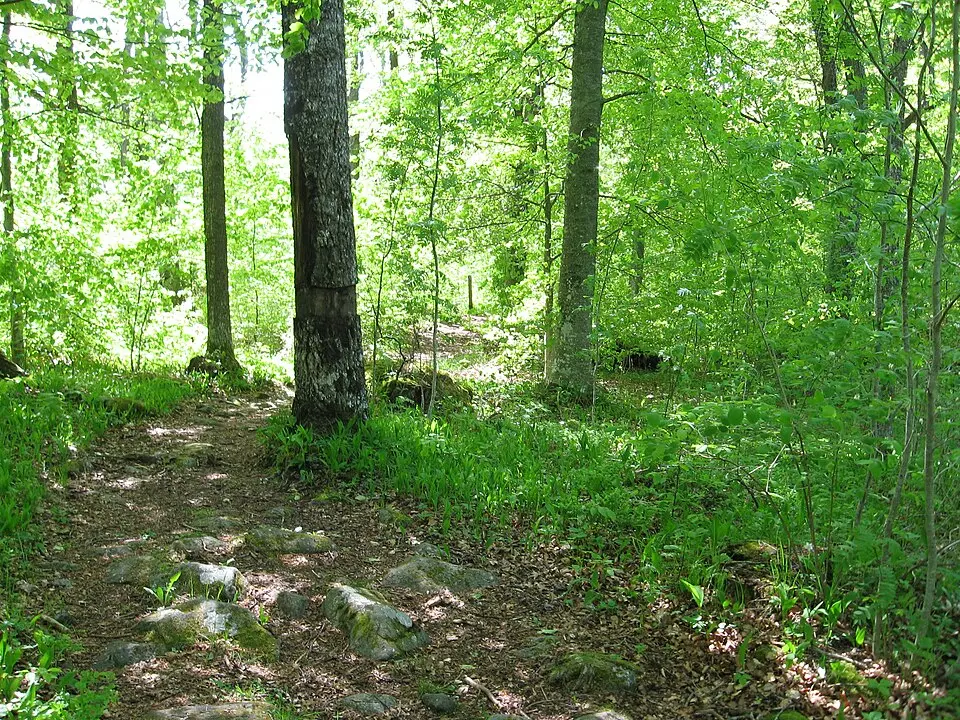 Surö bokskog