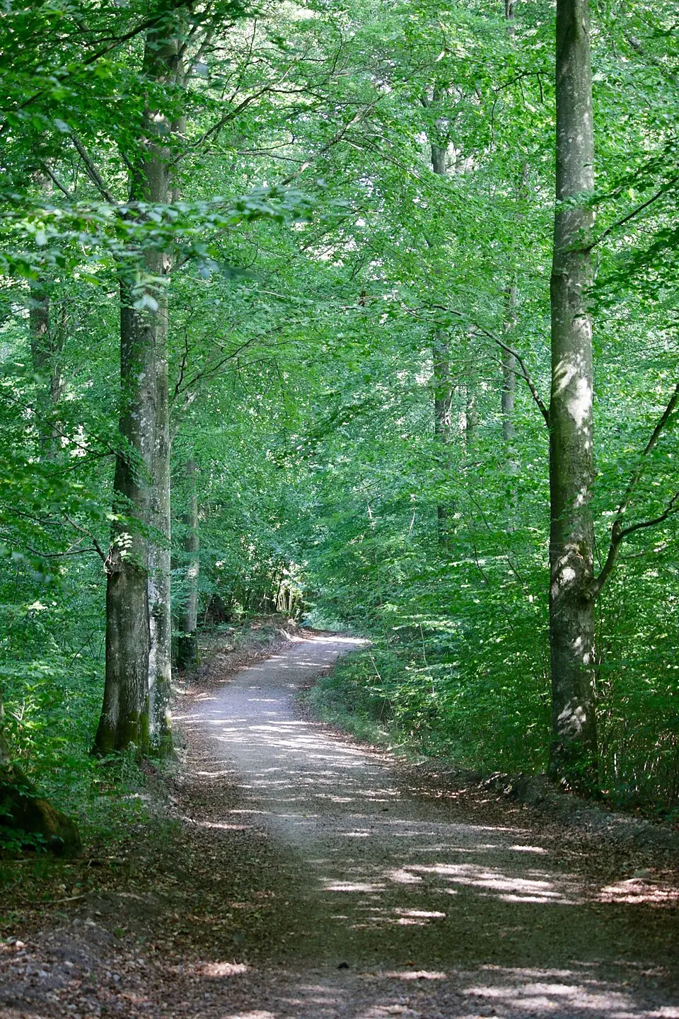 Svaneholm, Norrskog