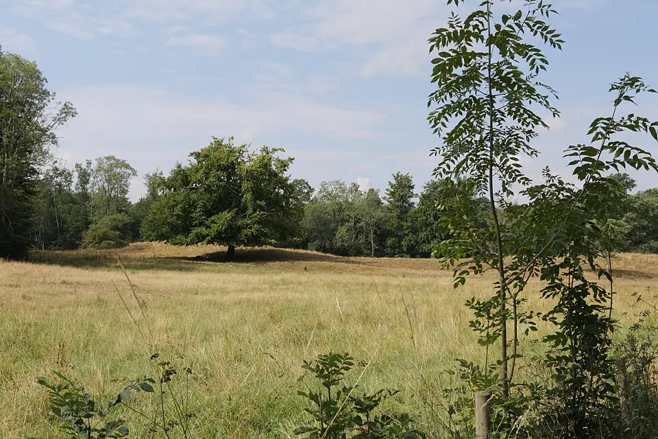 Svaneholm, Vassen