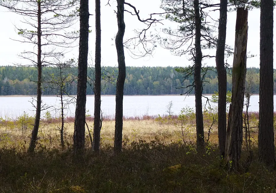 Svartkällsskogen