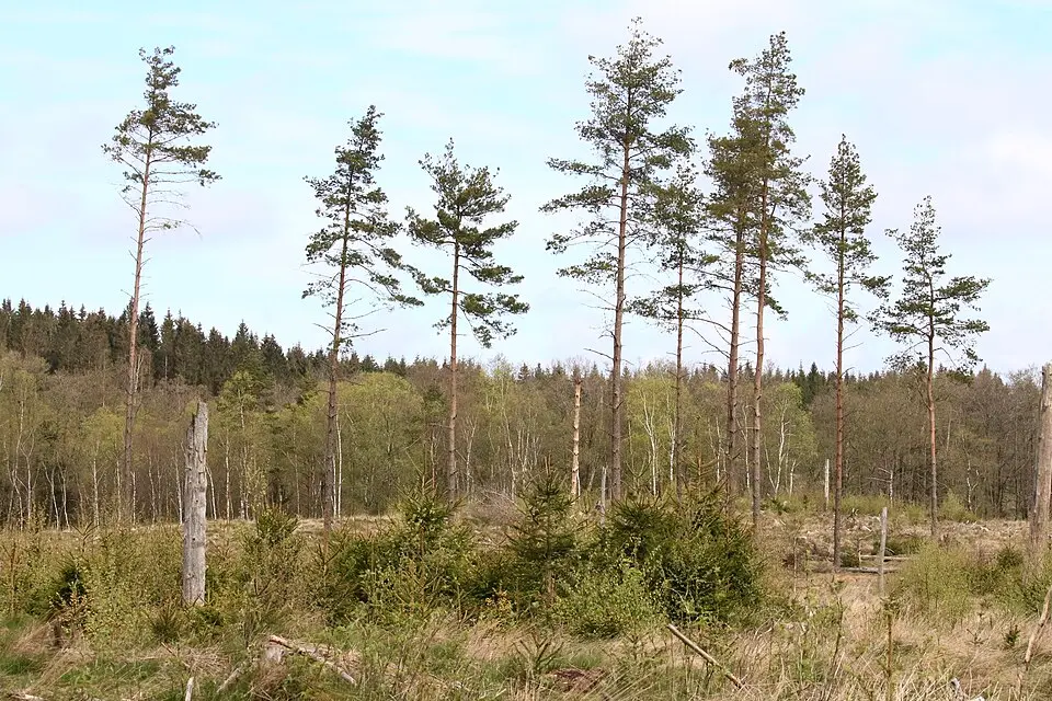 Svinamadsbäckens naturreservat