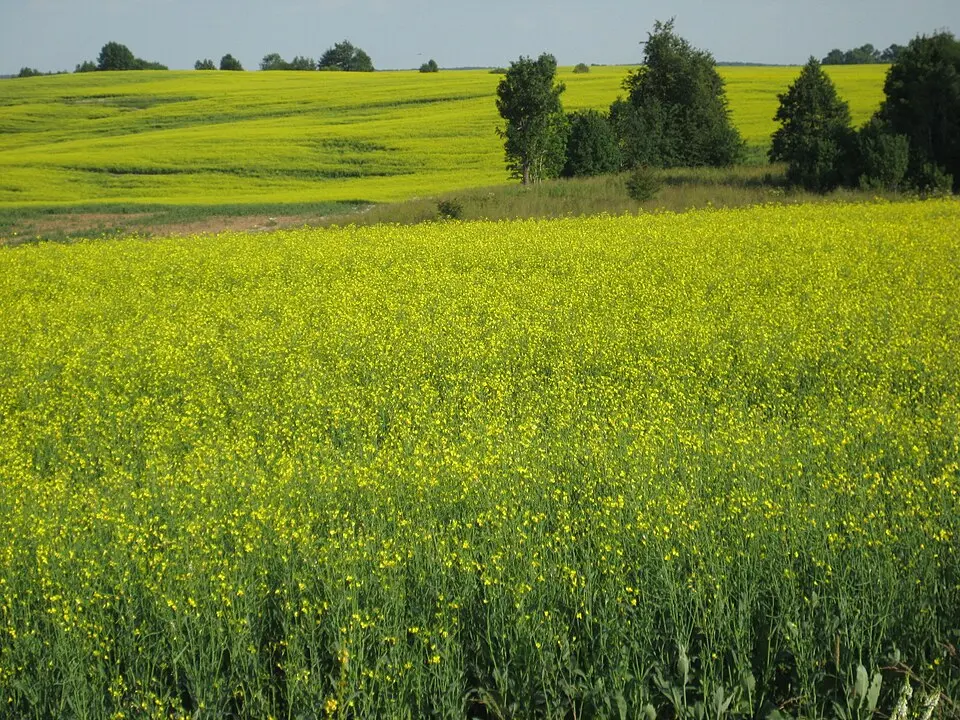 Svirkų seniūnija