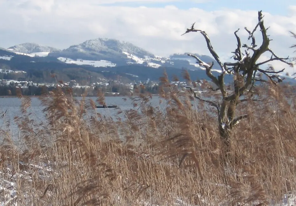 Auenberg (Hinwil)