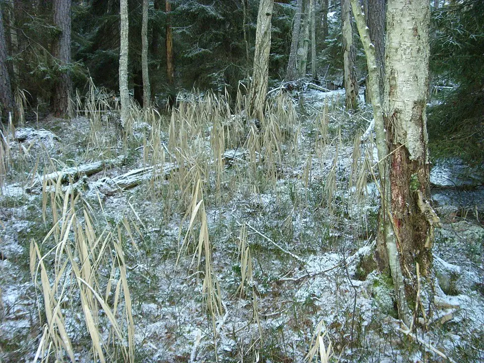 Talbyskogens naturreservat
