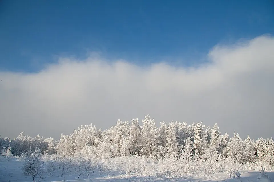 Saarnakõrve