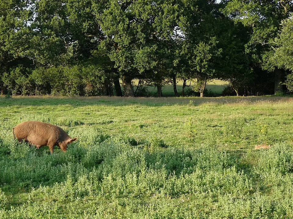 Knepp Wildland
