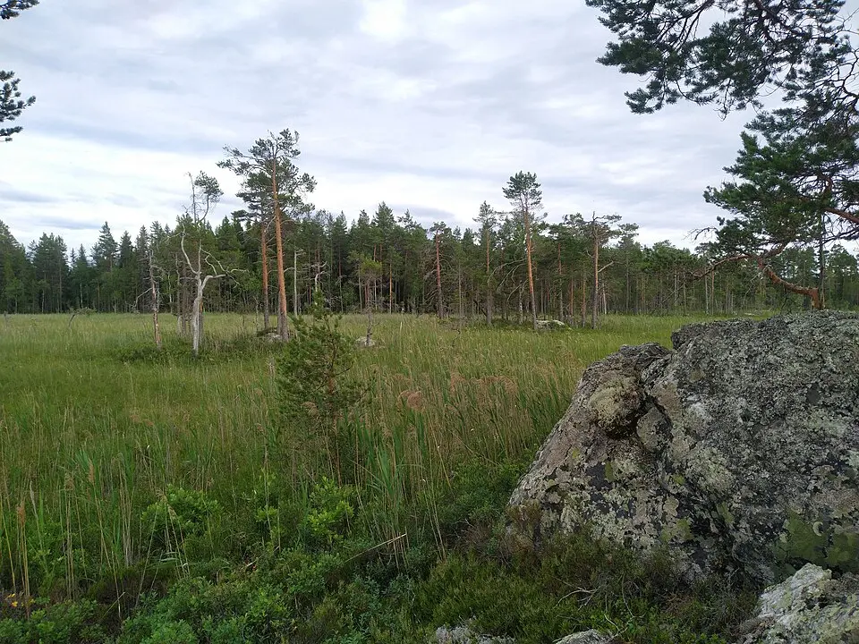 Tandflytta