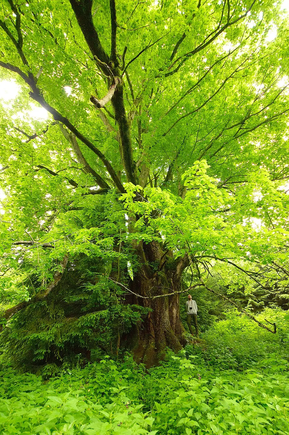 Sommerlinde am Hacklberg