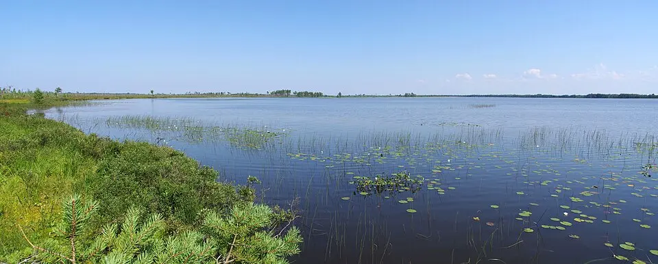 Tänavjärv
