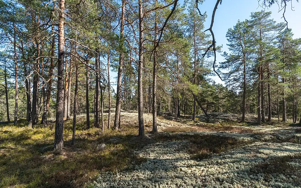 Tängsta