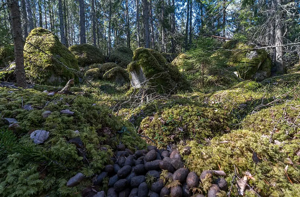 Tärna
