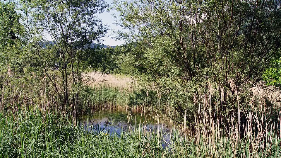 Tümpel beim Agnes Muthspiel Weg
