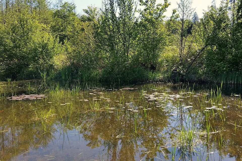 Tümpel bei Lindach