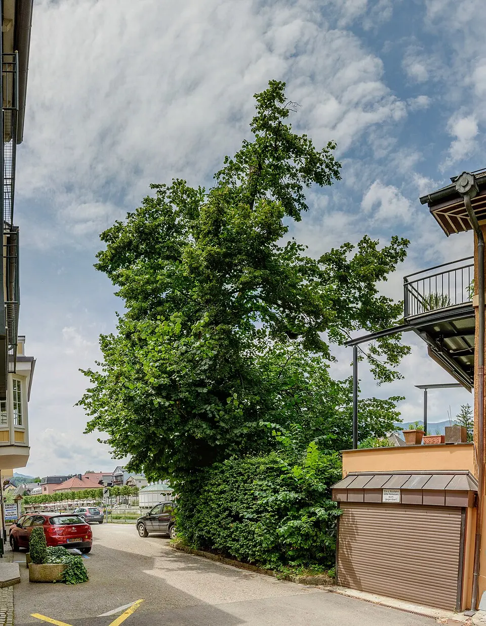Tausendjährige Linde von Bad Ischl