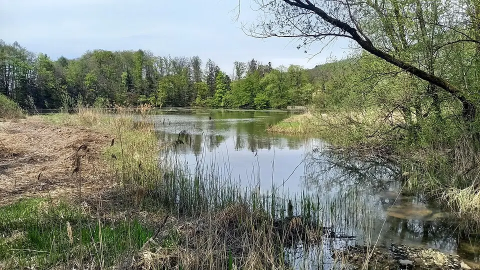 Teich bei Sankt Jakob am Thurn