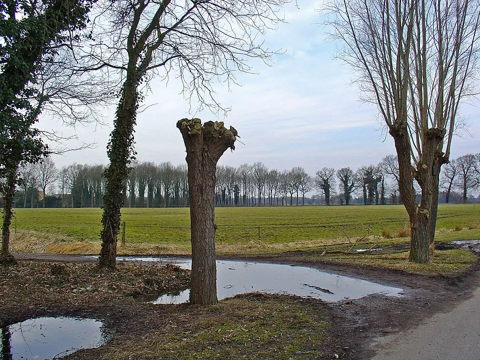 Bonnen