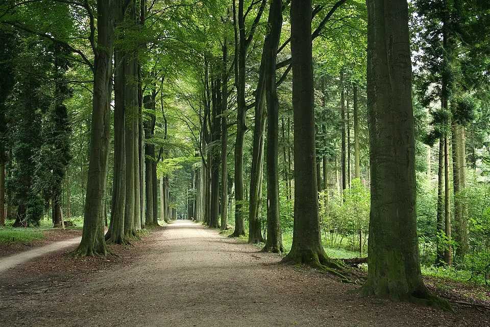arboretum de Tervuren