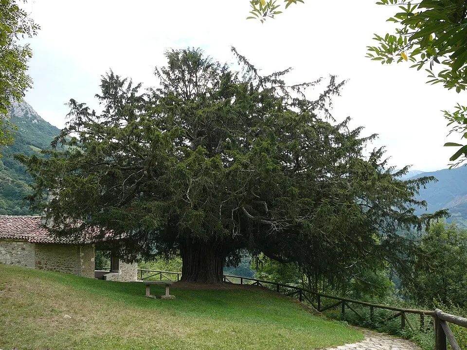 Tejo de Bermiego